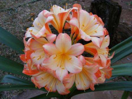 Clivia Seedlings - 2007 Mixed Hybrids